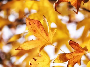 Close-up of yellow maple leaves