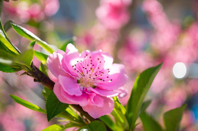 Close-up of pink flowering plant