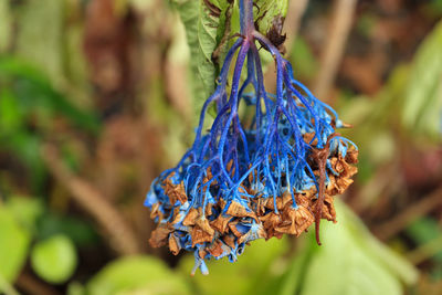Close-up of dry leaf hanging on tree