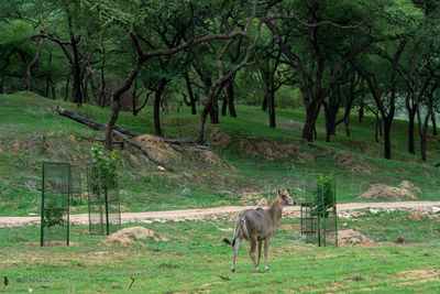 Deer in a forest