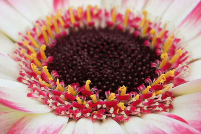 Macro of a pink and white gerbera daisy center.
