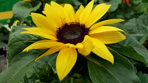 Close-up of sunflower