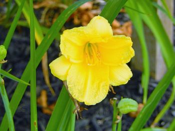 Close-up of yellow flower