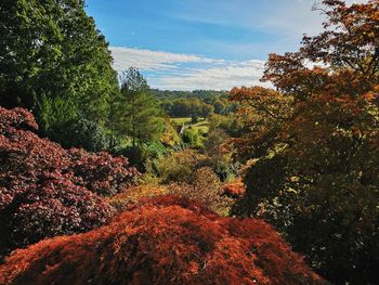 Trees in forest against sky during autumn