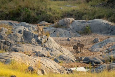 Cheetah stands