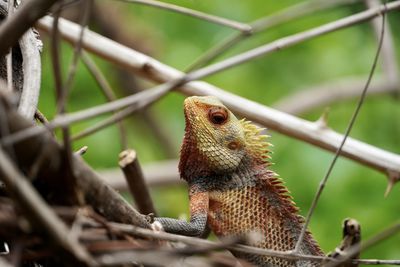 Close-up of a lizard on tree