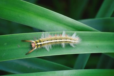 Close-up of insect on leaf