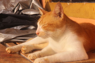 Close-up of cat sleeping