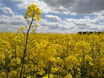 Scenic view of oilseed rape field against sky