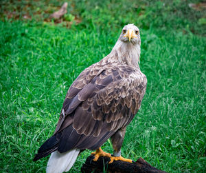 Close-up of bird perching on a field