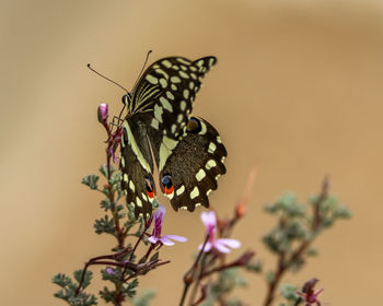 Close-up of butterfly pollinating flower