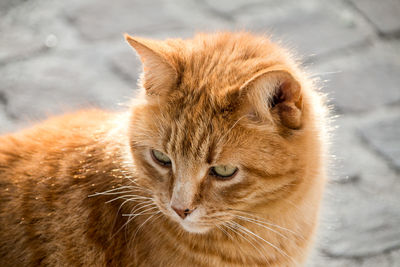 Close-up portrait of a cat