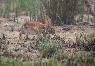 Side view of an animal on field