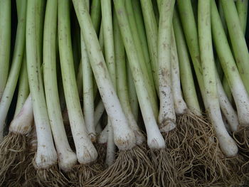 High angle view of vegetables for sale at market stall