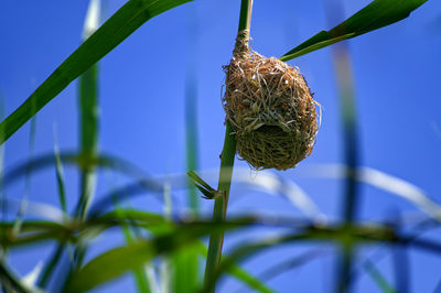 Close-up of flowering plant against blue sky