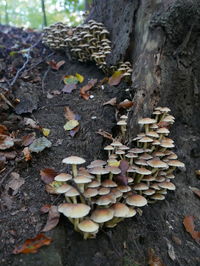 Close-up of leaves on tree trunk in forest