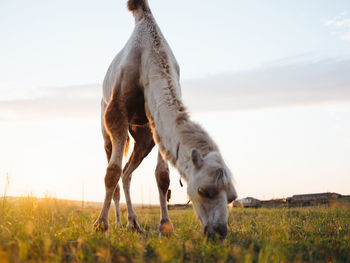 Horse grazing in a field