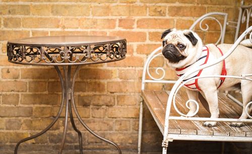 Dog on wall