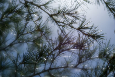 Close-up low angle view of sky