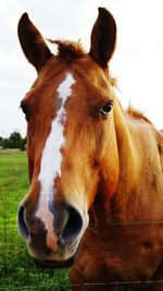 Close-up portrait of horse