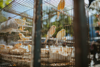 Birds perching in cage