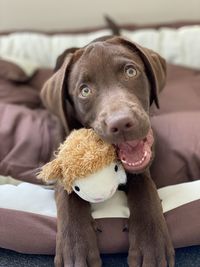 Portrait of dog lying on sofa at home