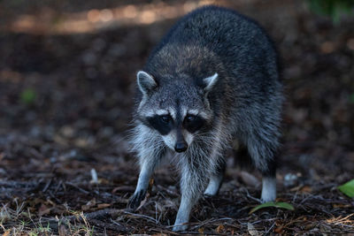 Young raccoon procyon lotor marinus forages for food in naples florida among the forest.