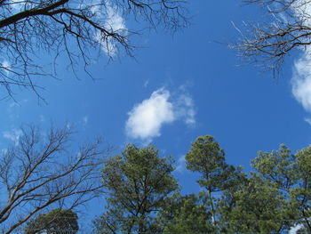 Low angle view of bare tree against blue sky