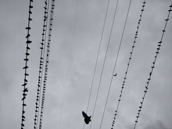 Low angle view of birds perching on cable against sky