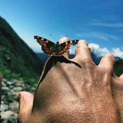 Close-up of butterfly on hand