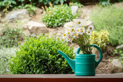 Close-up of small potted plant