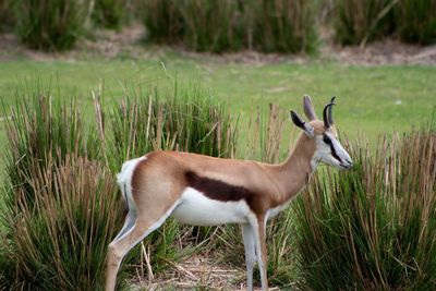 Side view of deer standing on field