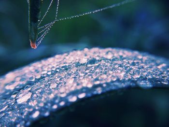 Close-up of wet plant during rainy season