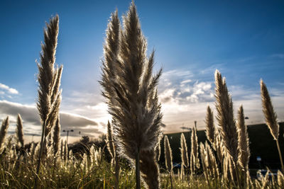 Close-up of crops growing on field against sky