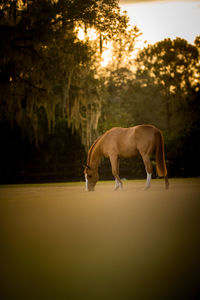 Horse grazing in a field