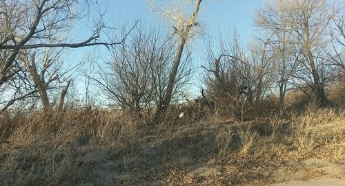 Low angle view of trees against clear sky