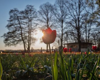 Close-up of red tulip on field against sky