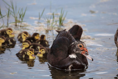 Mother and baby muscovy ducklings cairina moschata flock together in a pond in naples, florida 