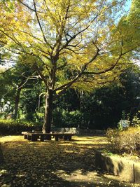 Trees in park