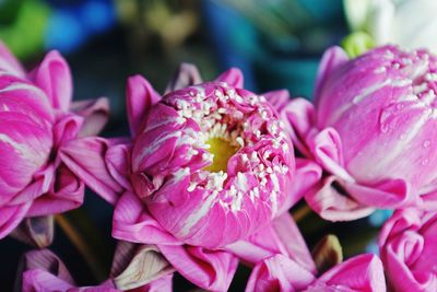 Close-up of pink flowers blooming outdoors