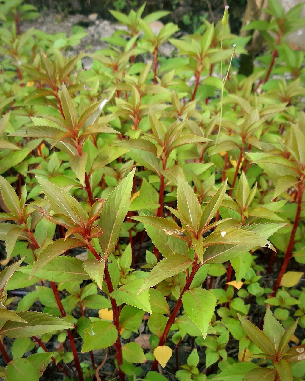 HIGH ANGLE VIEW OF LEAVES ON PLANT