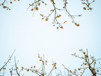 Low angle view of cherry blossom against clear sky