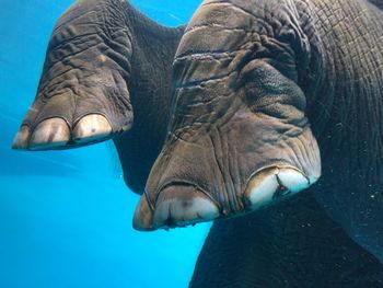 Close-up of elephant in sea