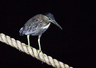 Close-up of a bird