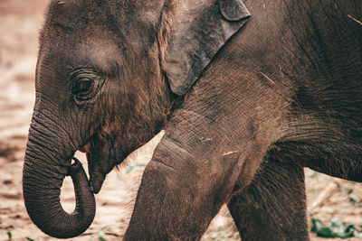 Close-up of elephant