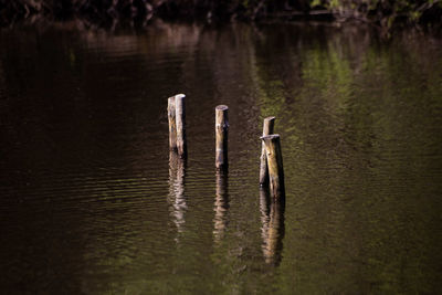 Wooden posts in lake