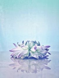 Close-up of flowers over white background