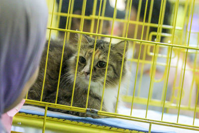 Portrait of cat in cage