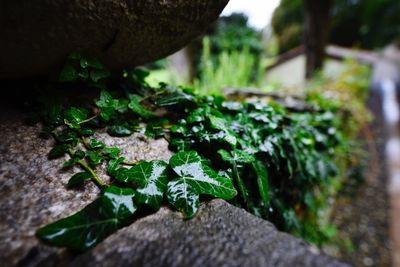 Close-up of mushrooms growing on tree trunk