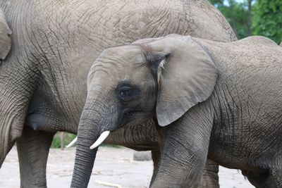 Close-up of elephants